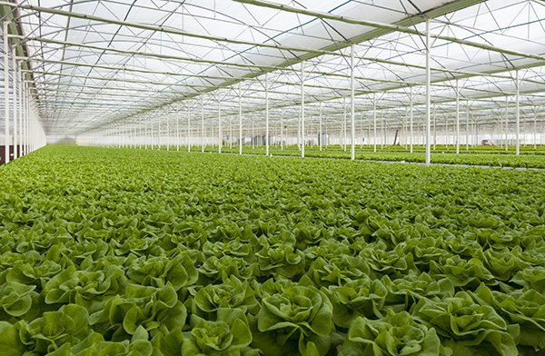 Lettuce,Automated,And,Modern,Greenhouses